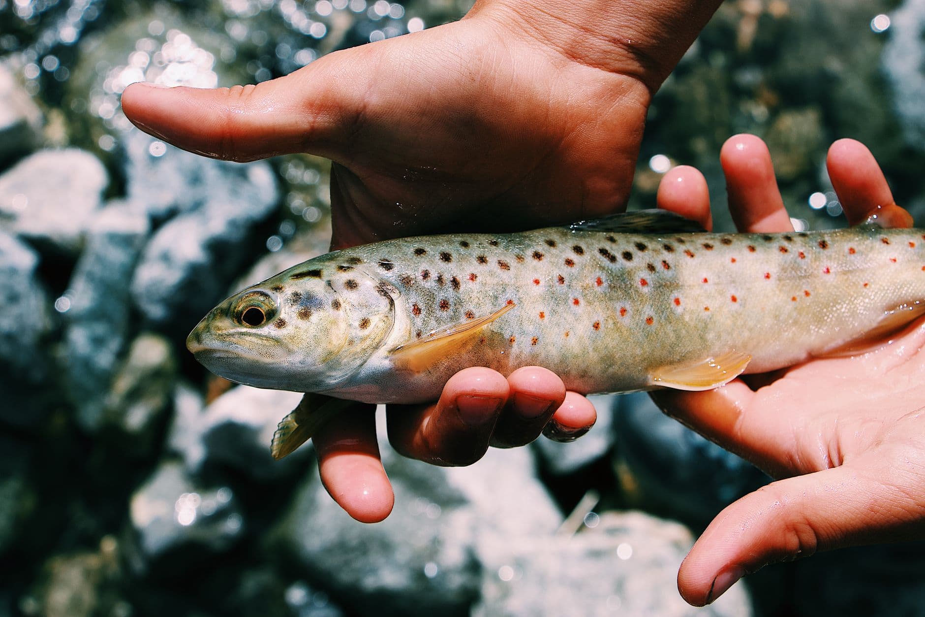 The Best Trout Fishing Rods